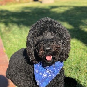 Meet your Posher, Dani